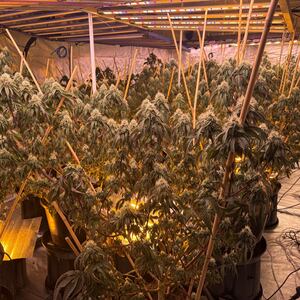 Waikato cannabis operation: Eight arrested after 14 grow houses found