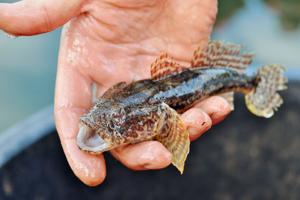 Join a fisherman laboring to make a living on the Moselle River