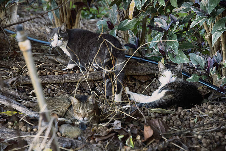 Letter: Stop feeding feral cats, return parks to people