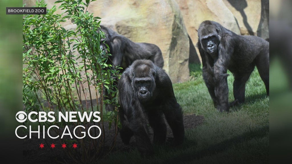 Last day coming for Brookfield Zoo electronics drive to support gorilla conservation