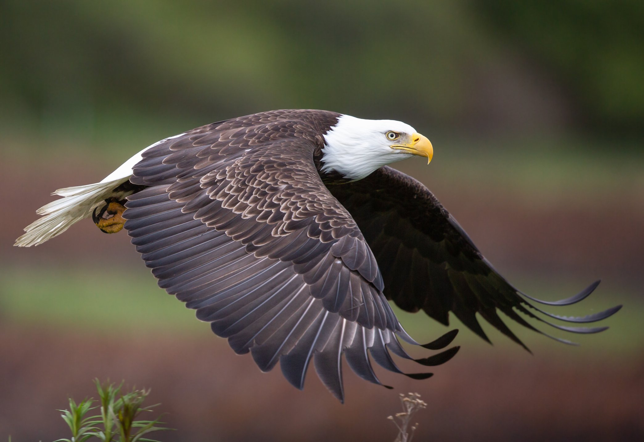 Texas man sentenced for killing bald eagle