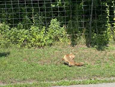 Fox bite at Staten Island park prompts rabies advisory