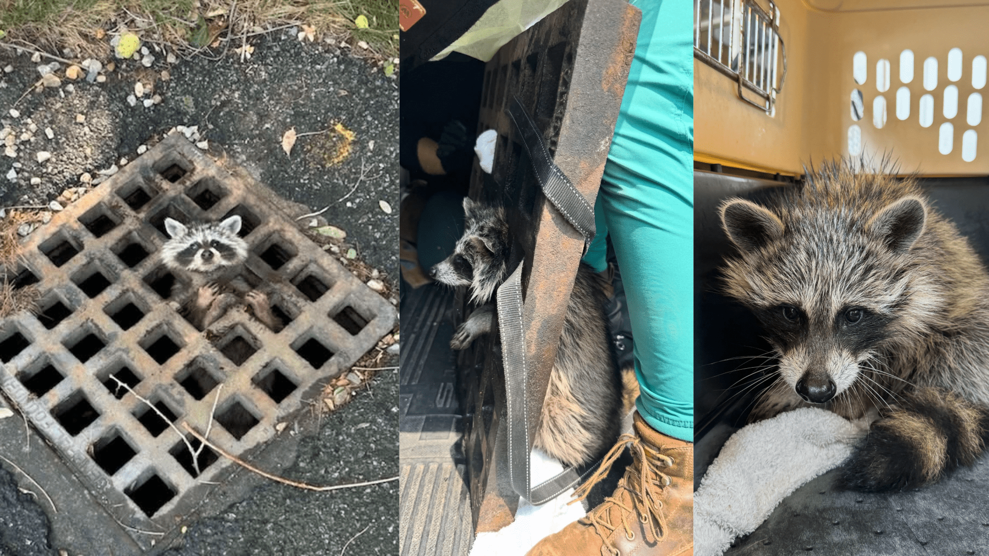 Raccoon rescued after sticking its head in a Cape Cod drain grate