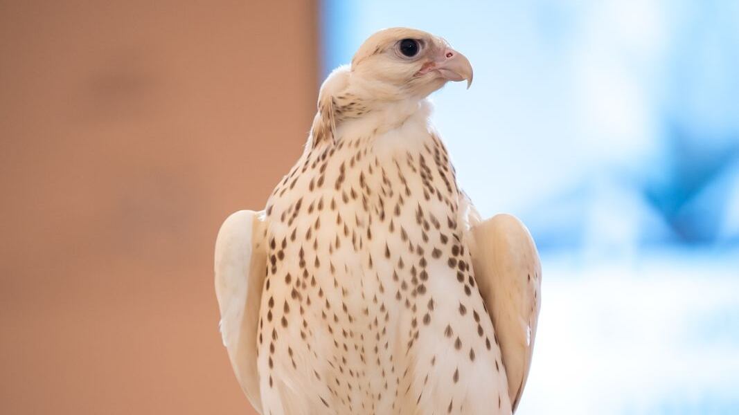 Another rare falcon sells for more than Dh1 million at Adihex