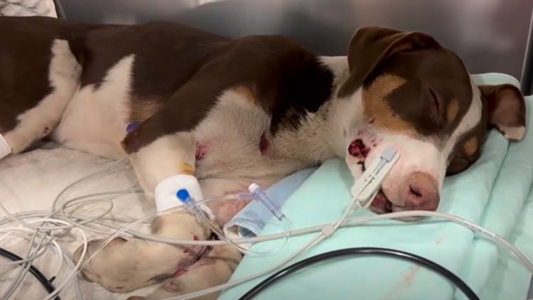 Hit by a car and fighting to survive, this 9-month-old puppy needs help