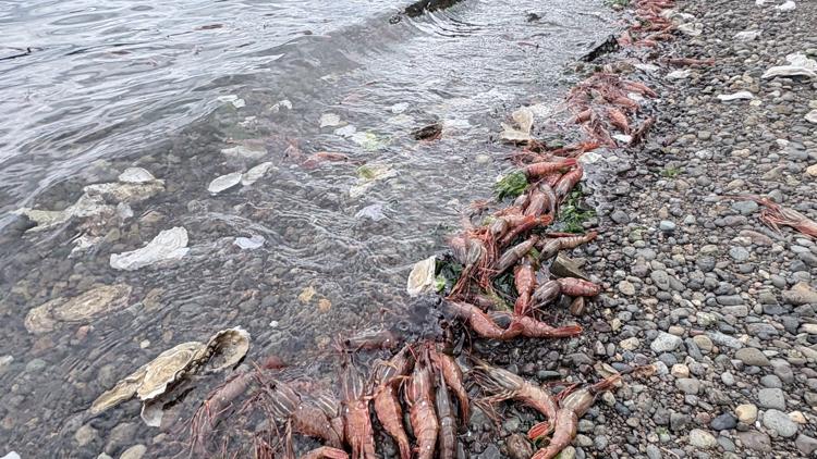 ‘This event looks to be extreme’: Low oxygen linked to ‘extensive’ Hood Canal fish kill