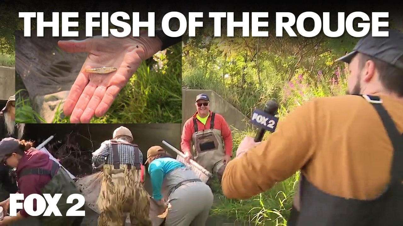 Finding fish in the Rouge River