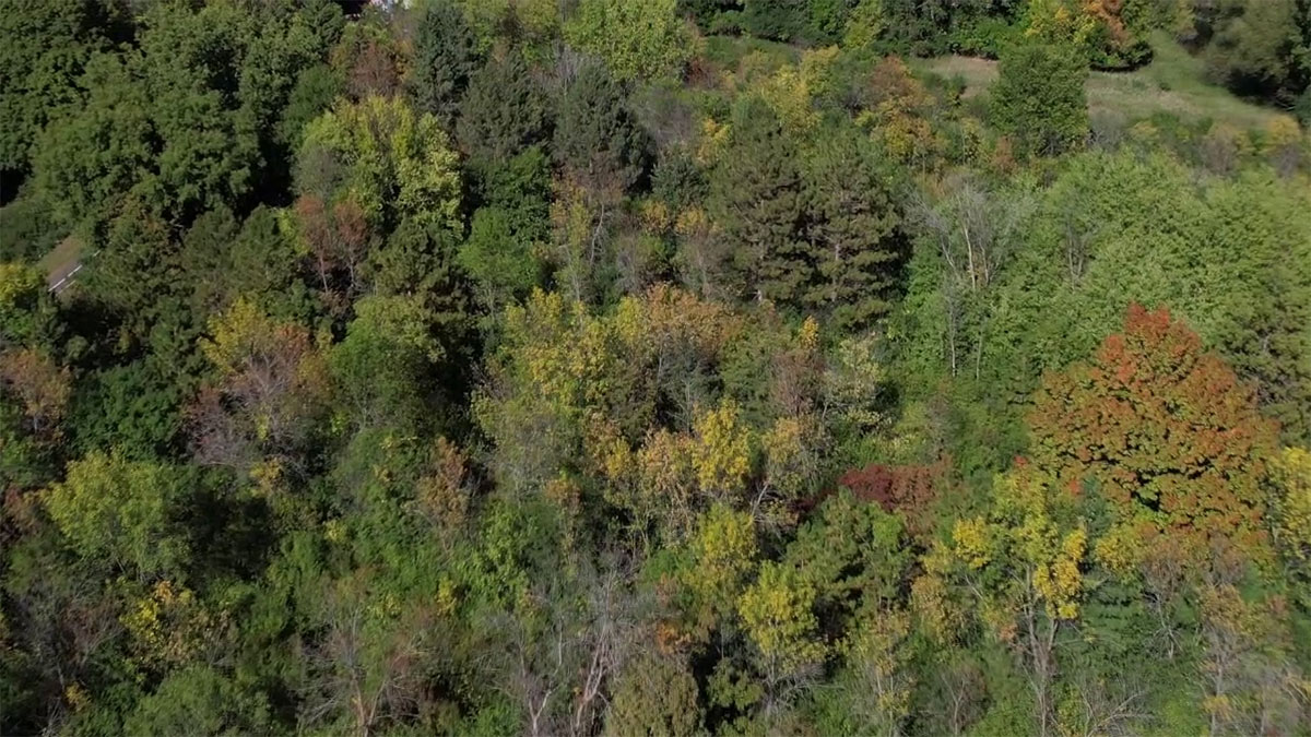 Minnesota DNR urges residents to water trees during continued drought