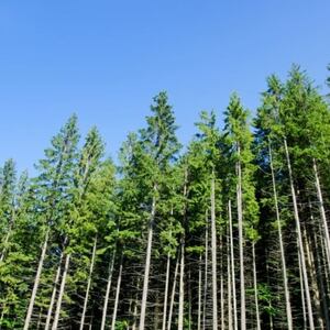 Listen to The Country: Forest Owners chief on the ETS and carbon forestry