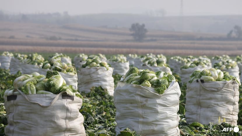 Singapore steps up cabbage testing following reports of formaldehyde use in China