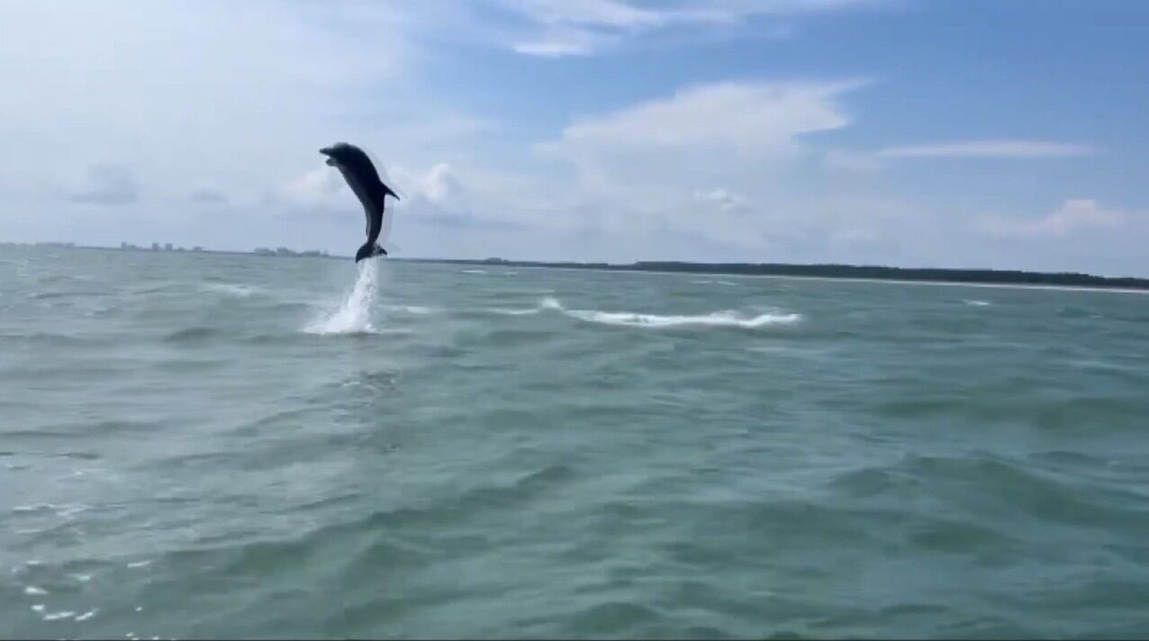 Dolphin almost hits couple’s jet ski as pod frolics nearby in once-in-a-lifetime encounter