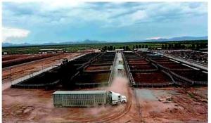 Mexican cattle exports resume with 100% inspections
