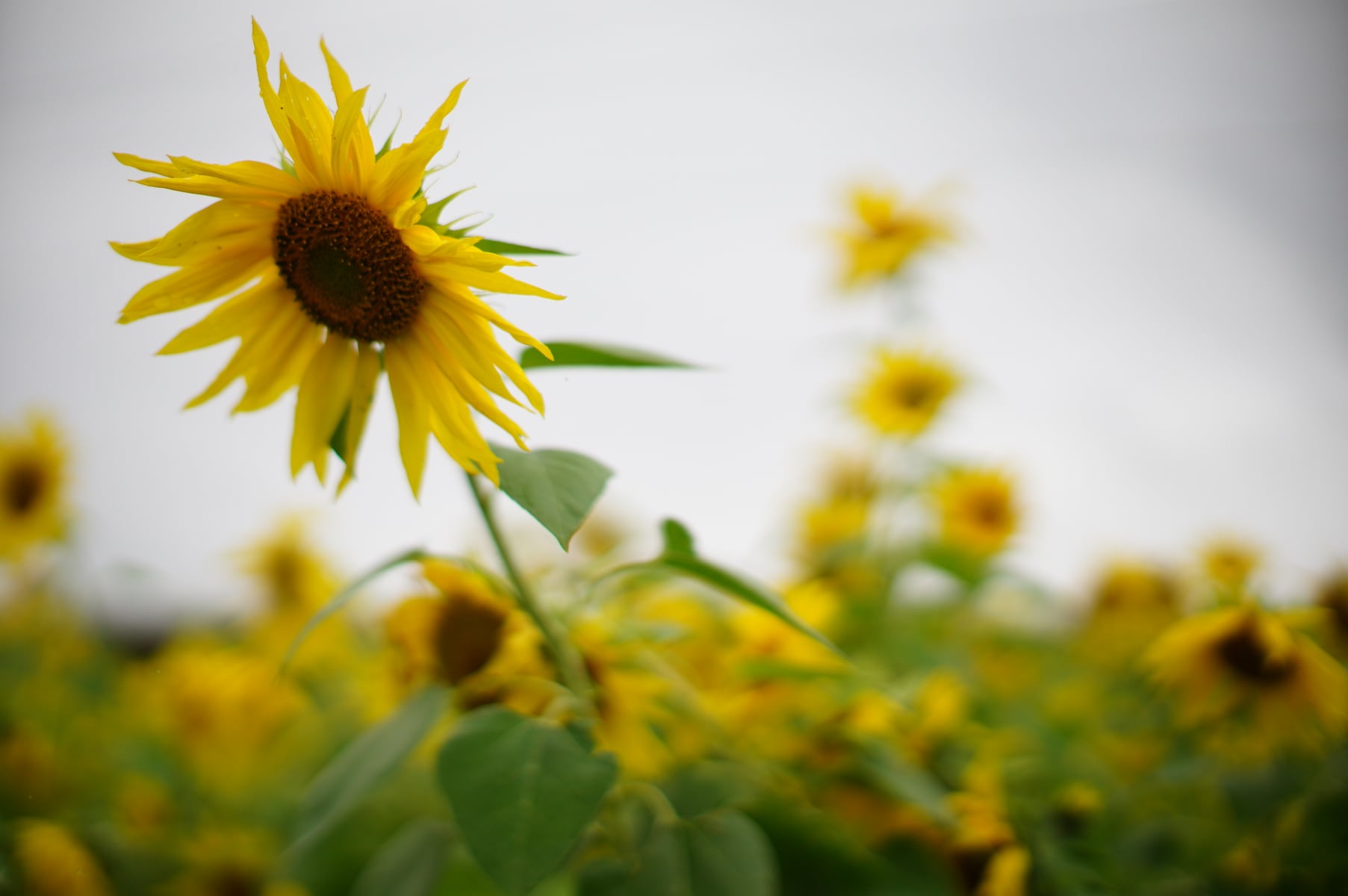 Your Oregon guide to gardening in September
