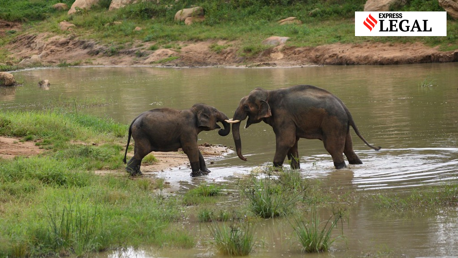 ‘Elephants can’t be displaced at will’: Karnataka High Court says no to land acquisition