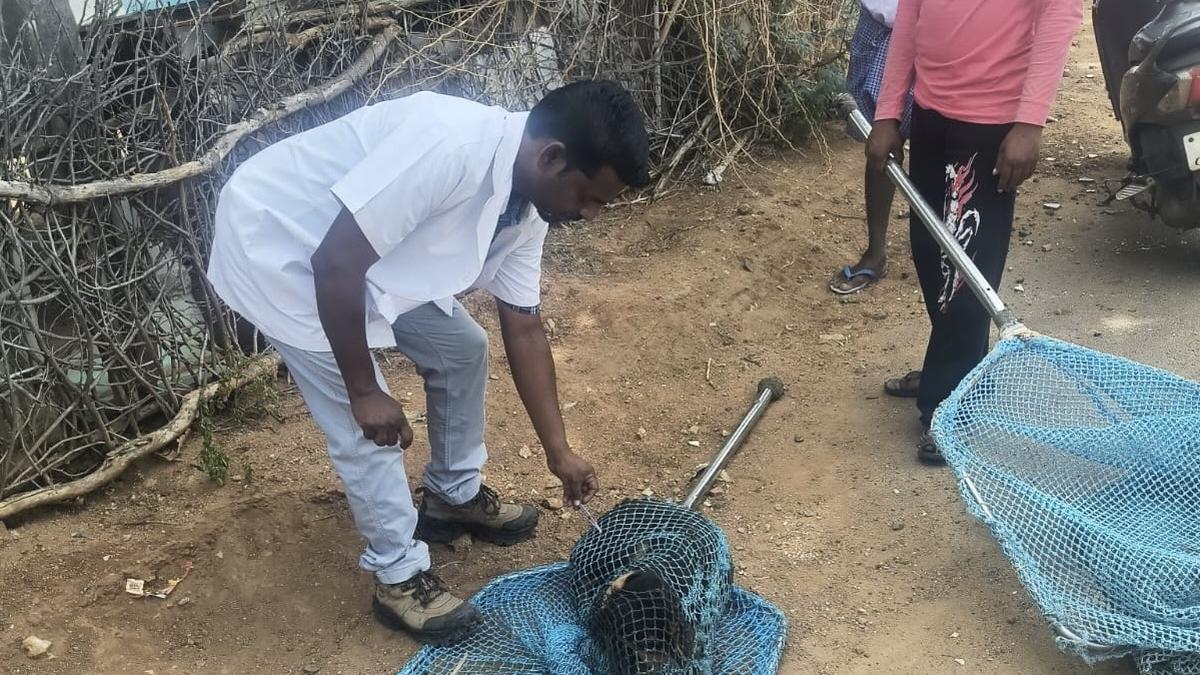 Tiruchi Corporation steps up anti-rabies vaccination of stray dogs
