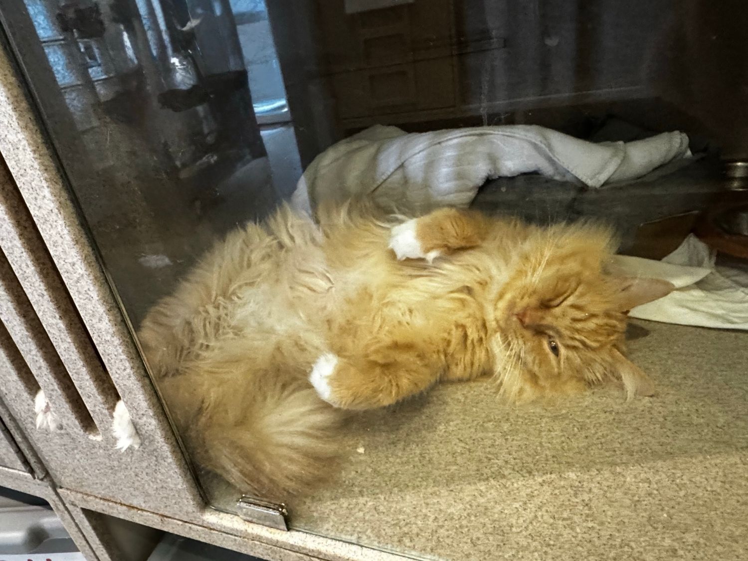 Meet Leo the Lion, a calm companion looking for a new best friend