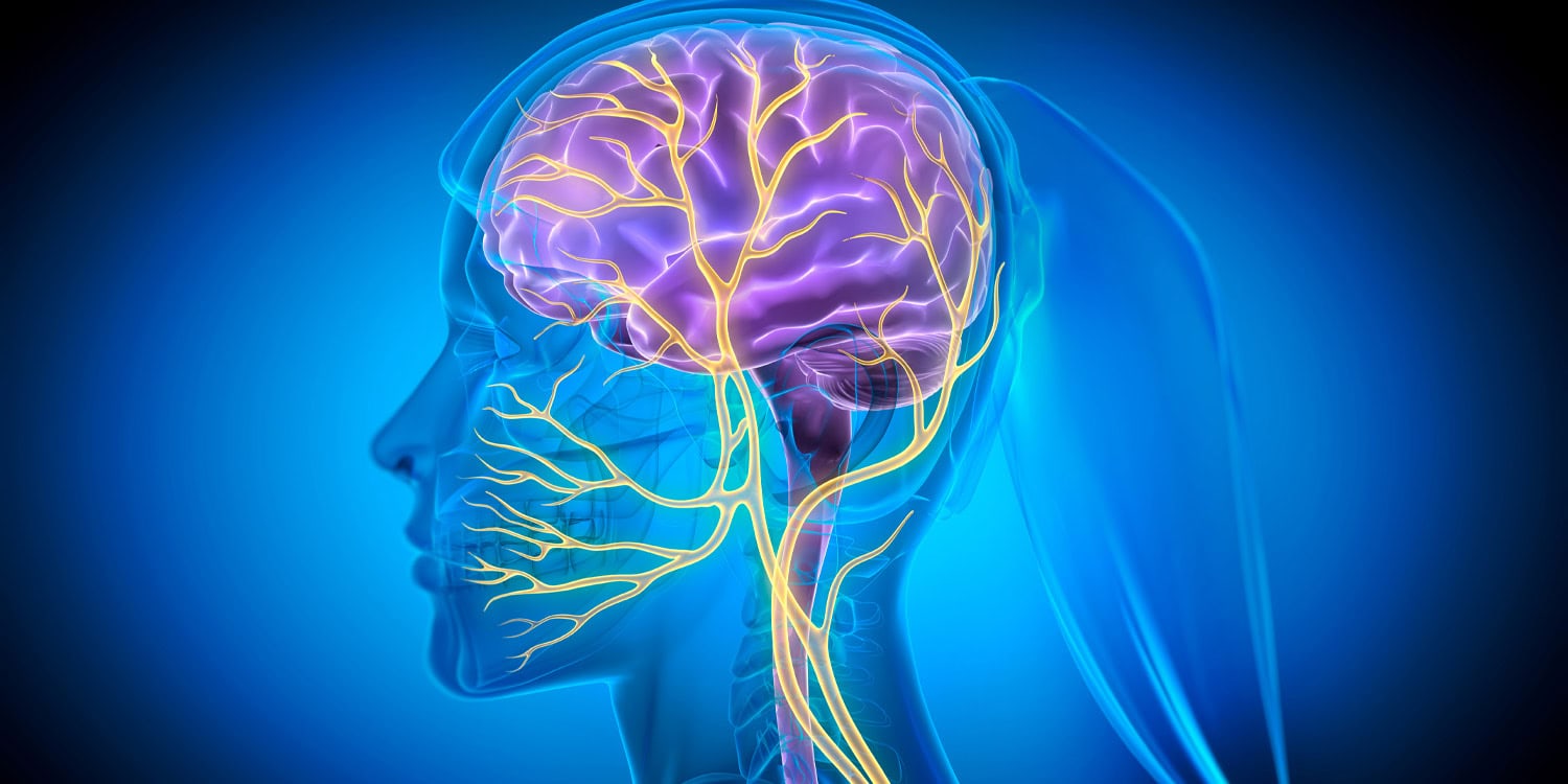 Vagus nerve stimulation induces brain vascular rhythms linked to later learning performance