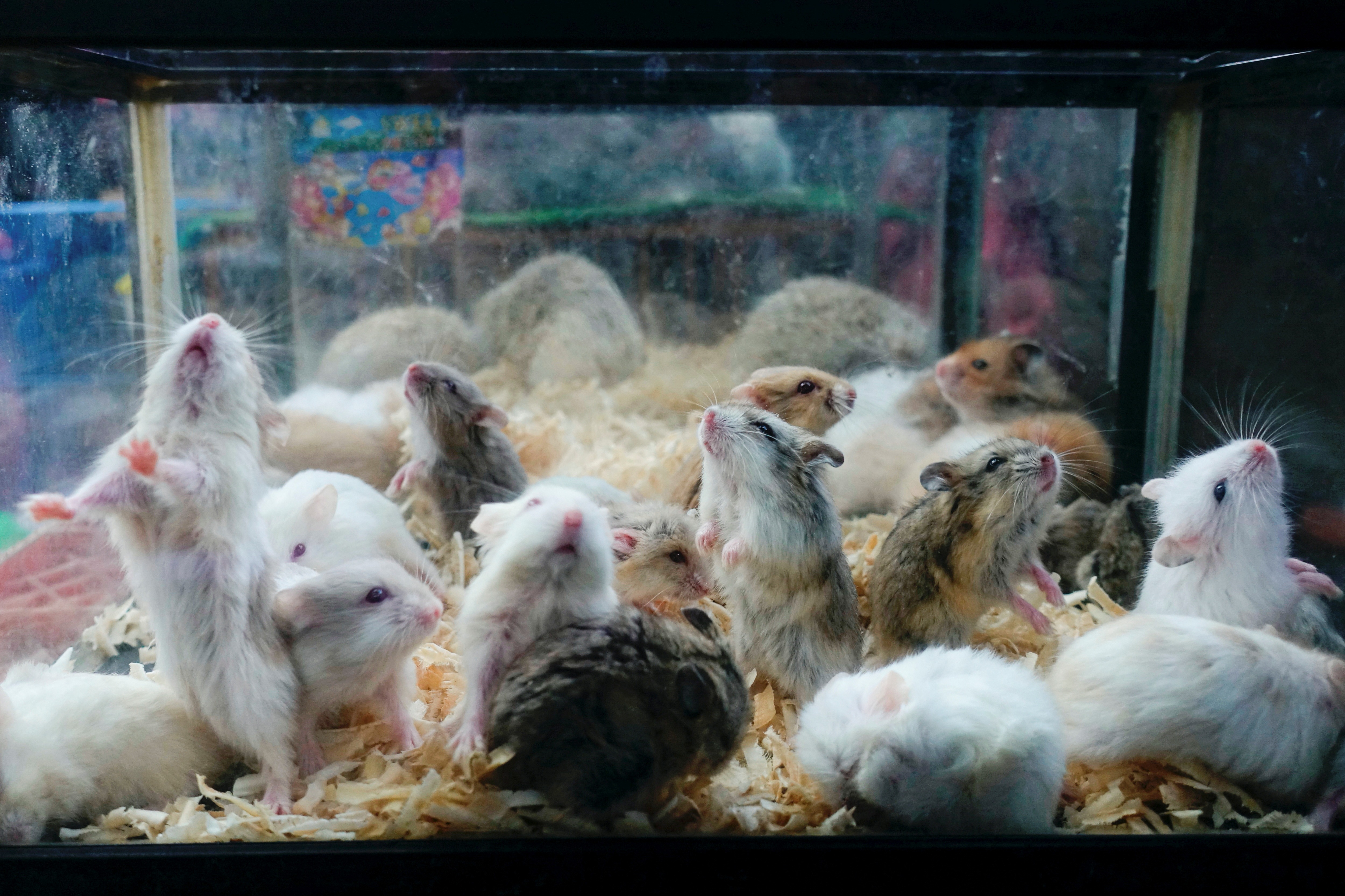 Sicko arrested in massacre of more than 50 hamsters by stomping on them in ‘love hotels’