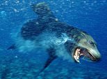 'Demonic' sea lions on West Coast spark alarm over insidious disease spreading to humans