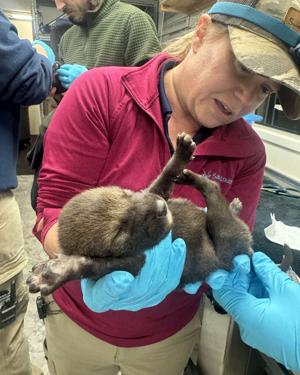 World's most endangered wolf gets push from St. Louis