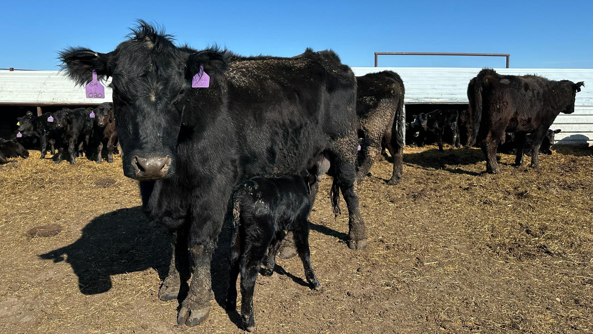 USDA beefs up American rancher aid, but the underlying industry pressures remain
