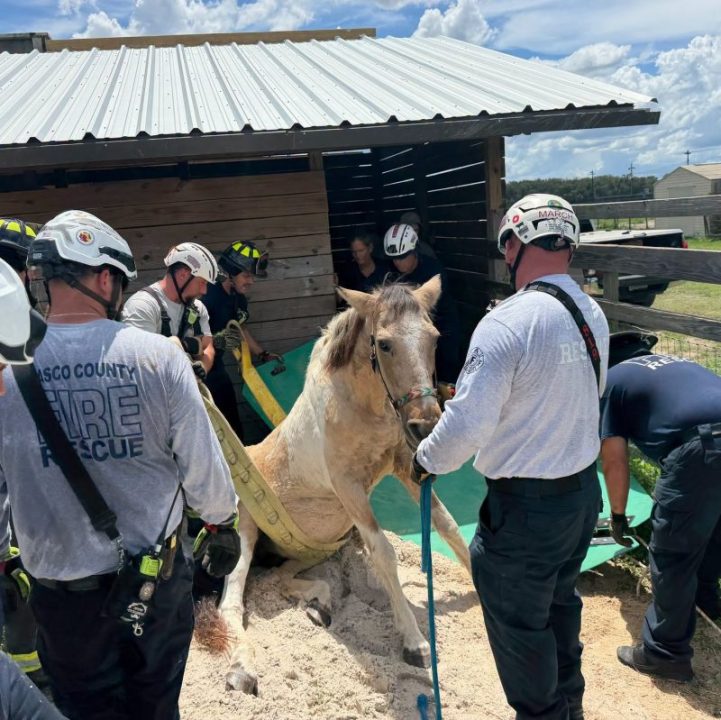 Pasco County Fire Rescue helps horse get back on its hooves