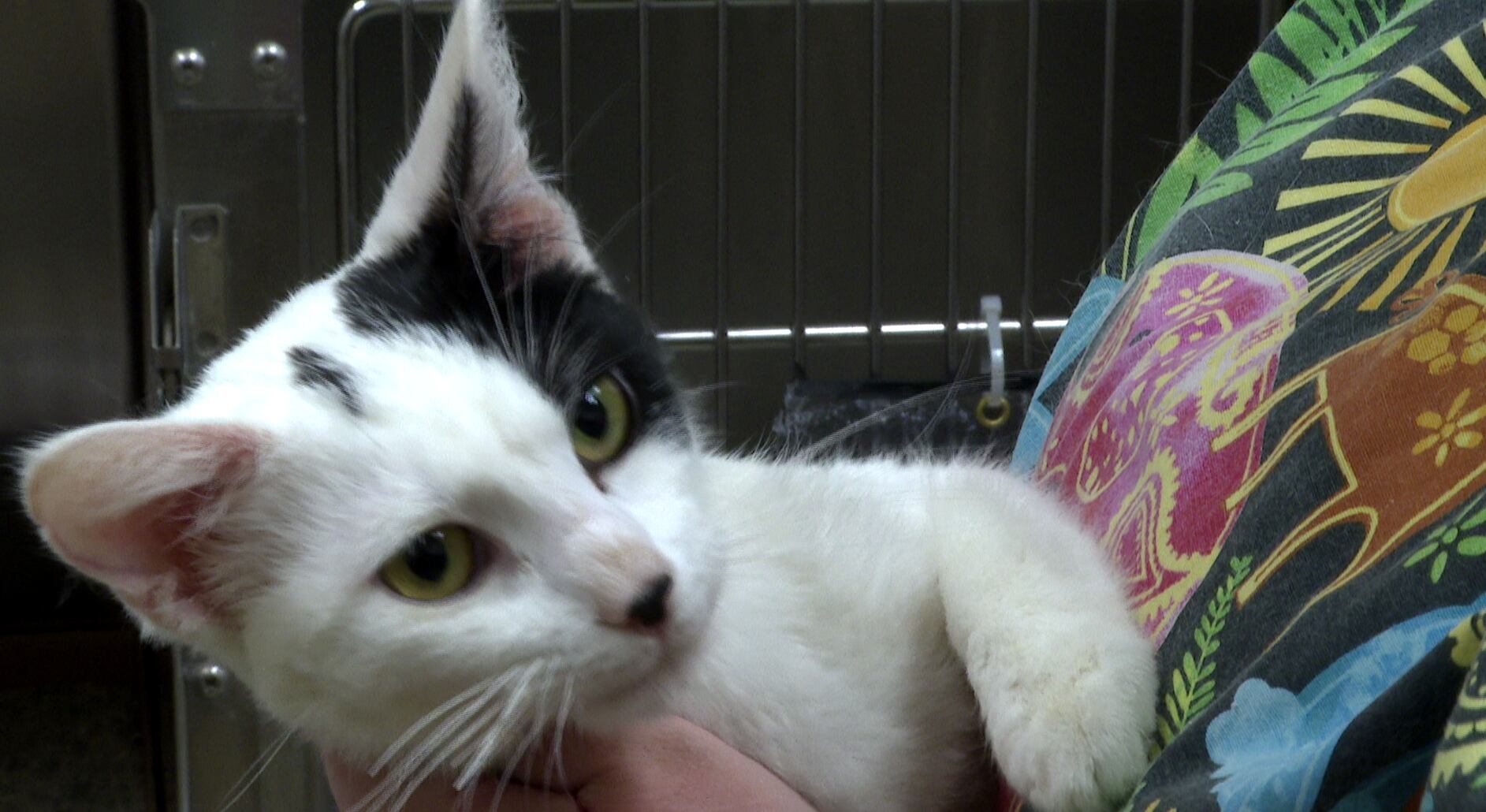 2 kittens recovering after being covered in bleach, thrown from moving truck in duffel bag