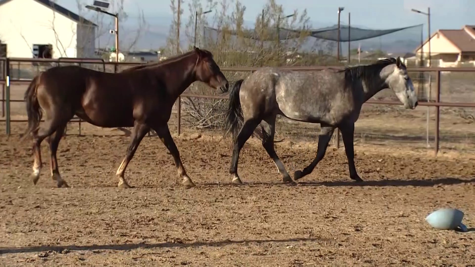 Surprise animal sanctuary damaged in recent storm