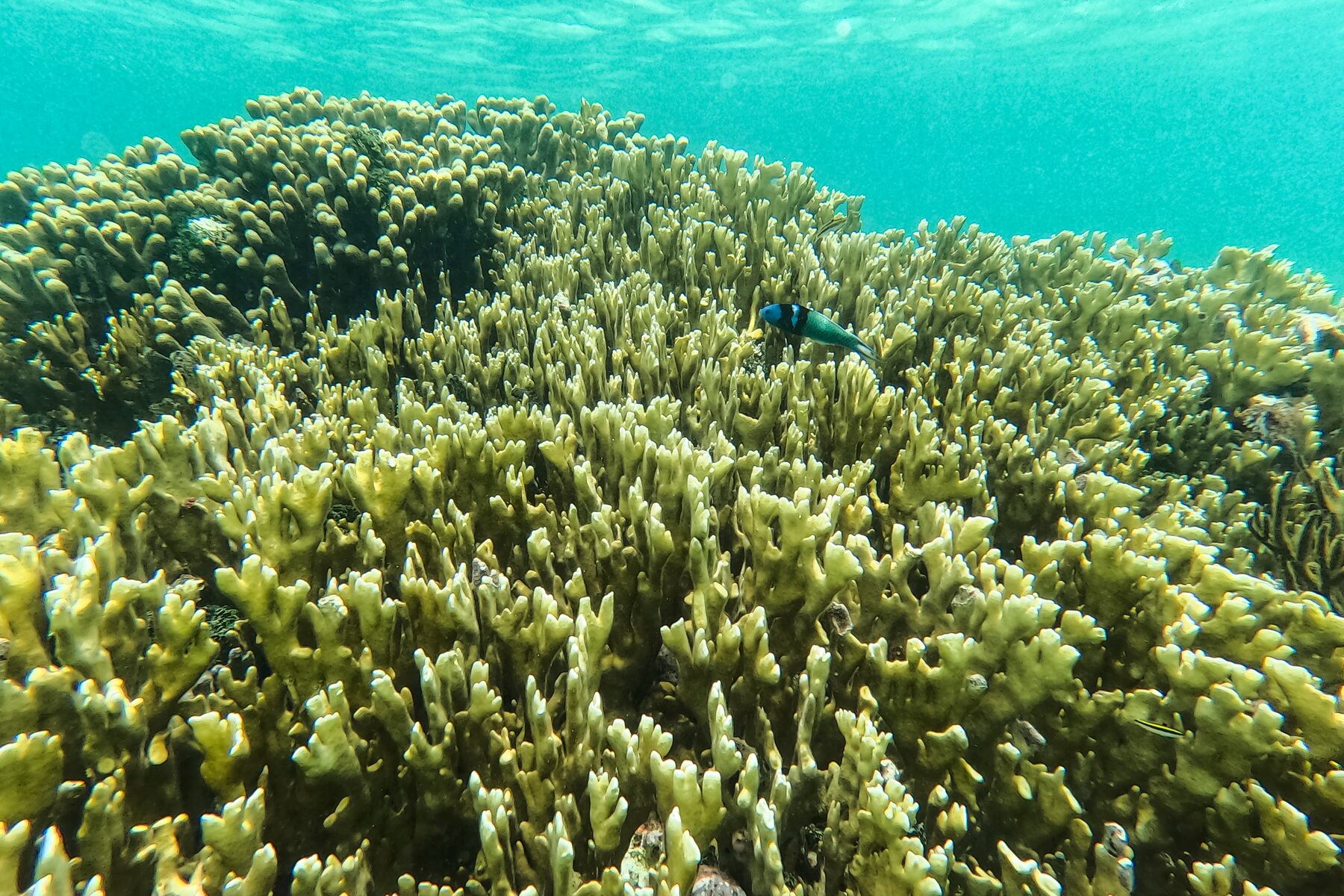 Coral reefs can’t recover between bleaching anymore, report says