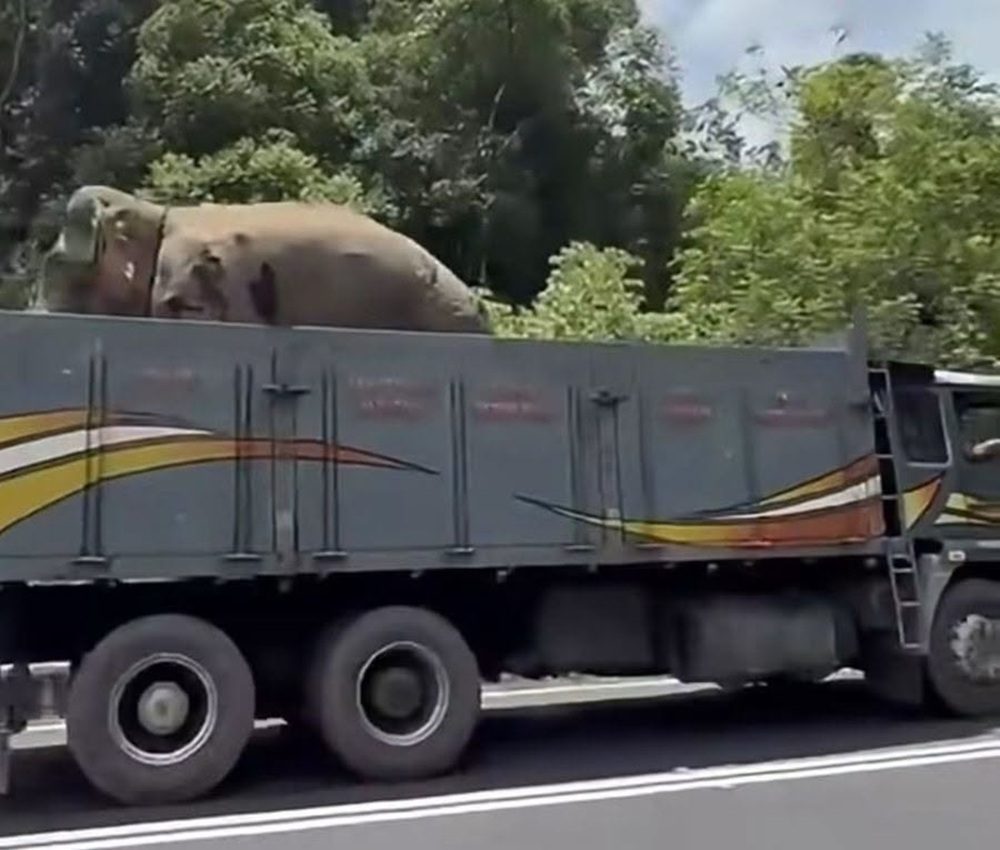 Perhilitan relocates elephant ‘Sulong Chalil’ to Terengganu Taman Negara after Gerik recapture