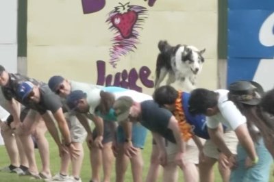 Watch: Talented dog jumps across backs of 56 people to break world record