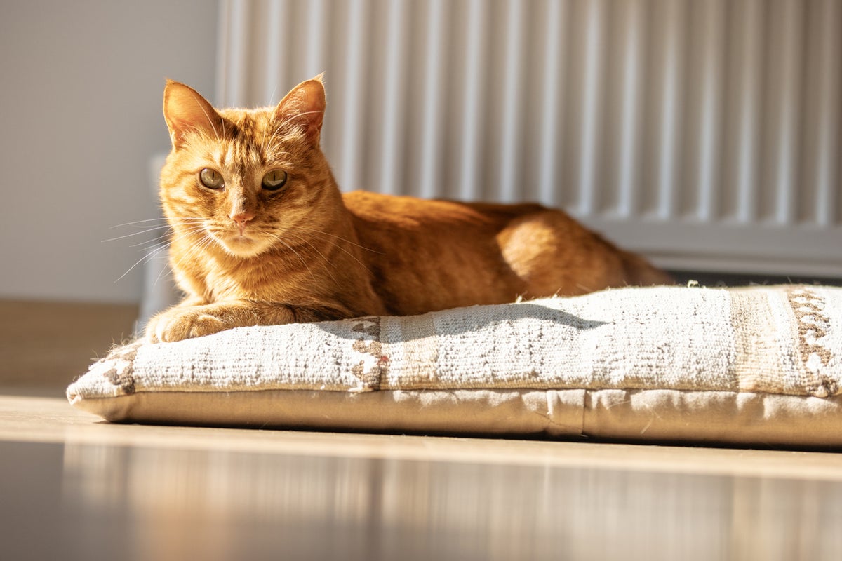 Researchers identify the simplest way to help your cat live longer