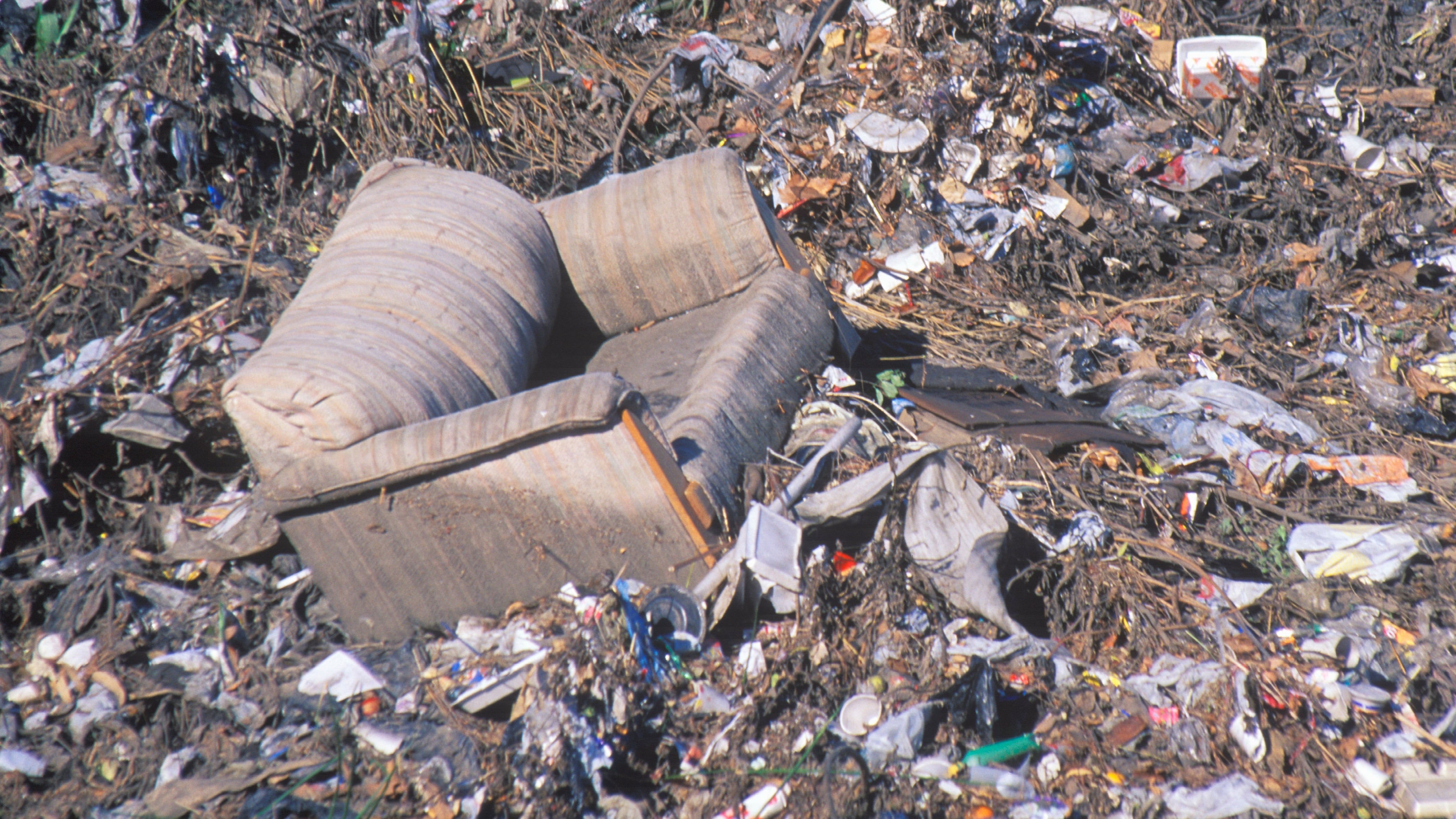 Cat accidentally discarded with couch found at landfill