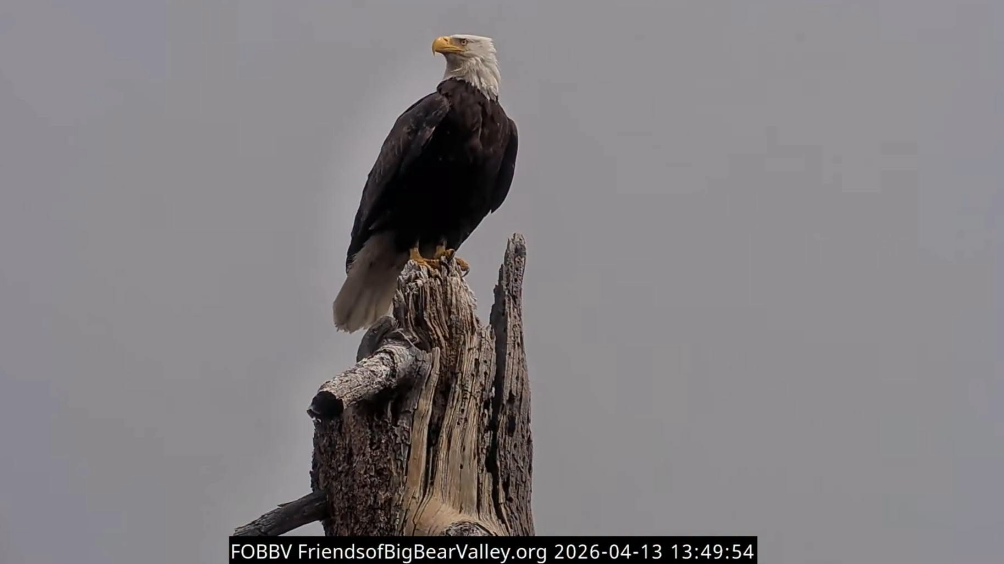 California Wildlife Day to honor beloved bald eagle Jackie