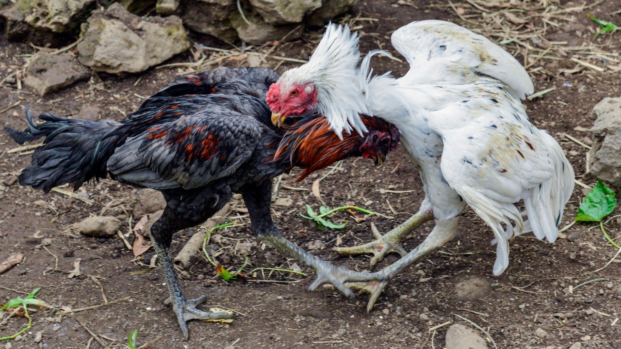Cockfighting operation uncovered in Forest Lake: 3 Minnesota men charged