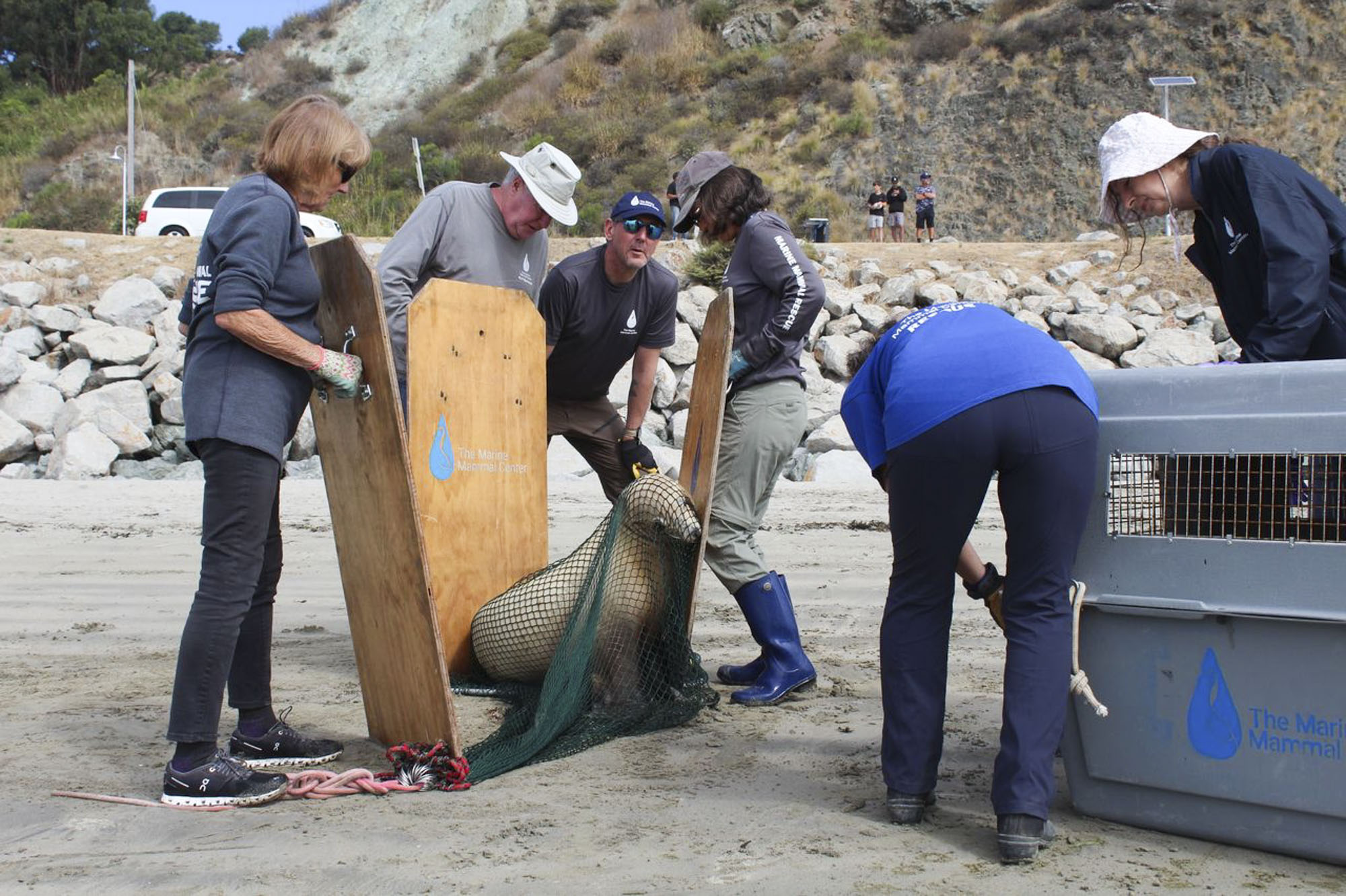 Why Sick Sea Lions Are Washing Up on California Beaches Right Now