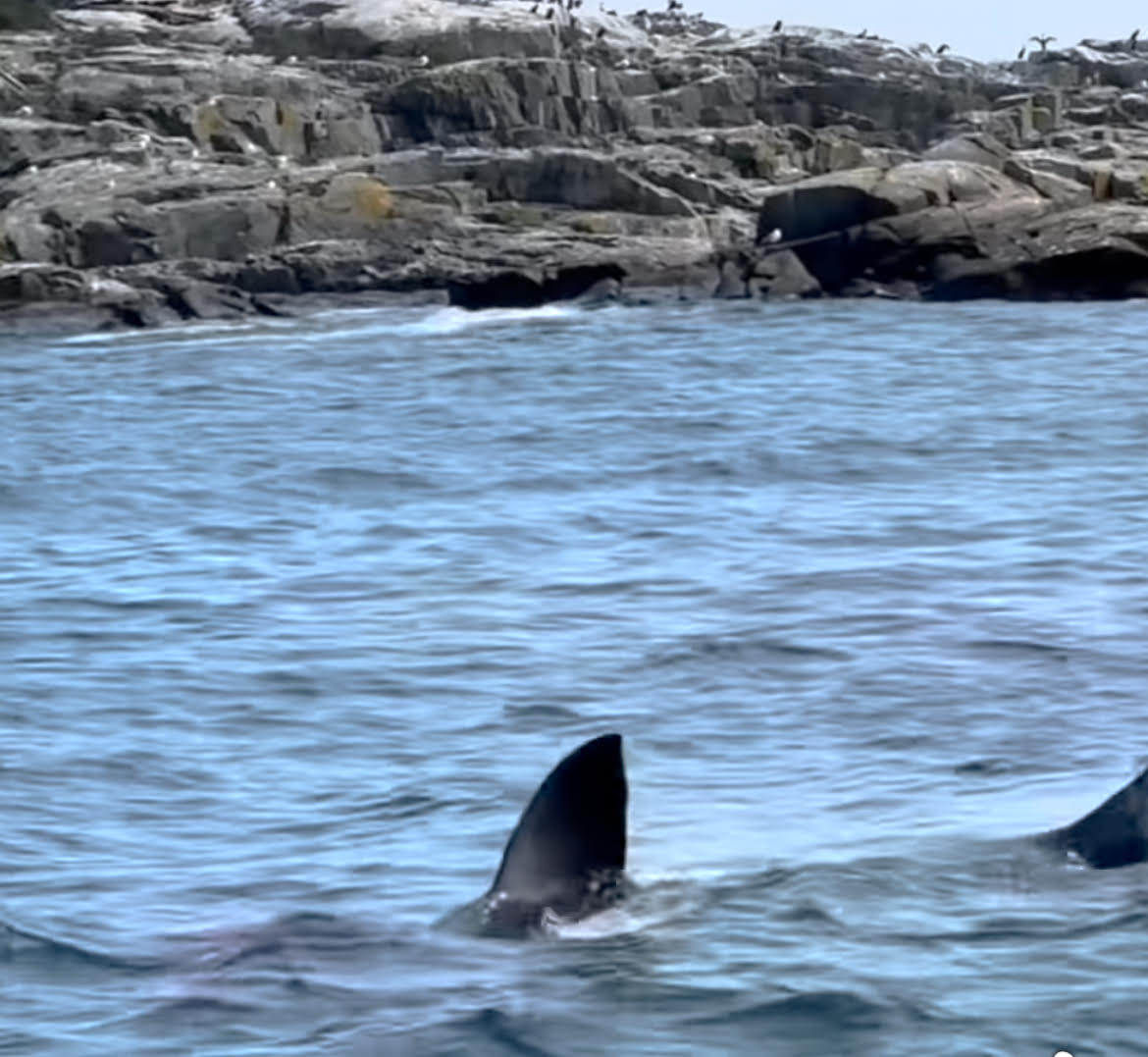 Watch: Maine whale watchers cheer on a great white shark dining on seal next to their boat
