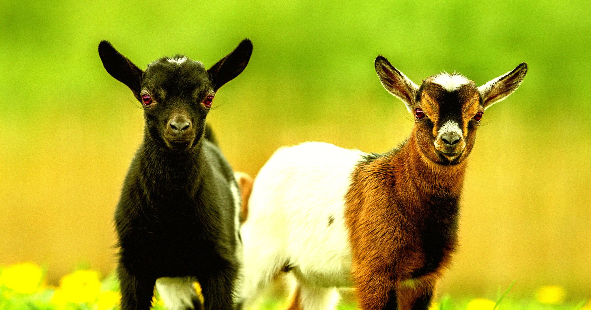 “Nightmare”: Children’s Petting Zoo Horrified to Realize Its Adorable Animals Are Carrying Rabies