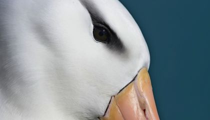 These 20 Breathtaking Bird Images From the Audubon Photography Awards Capture the Wonder of the Winged World