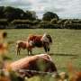 Pyrograzing turns ordinary livestock into fire prevention heroes, so why isn't it used on public lands more often?