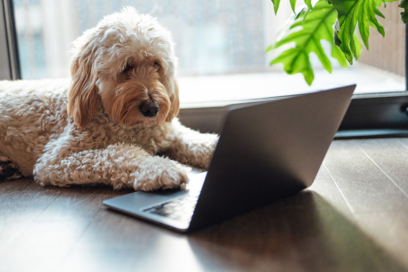 We Need to Talk About Wednesday’s Doggone Connections Puzzle