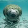Crash in dugong population estimates, a warning sign governments can't ignore