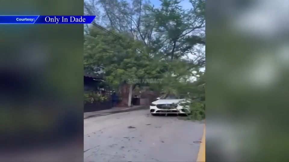 Tree falls onto cars, damaging 2 in Miami; no injuries reported