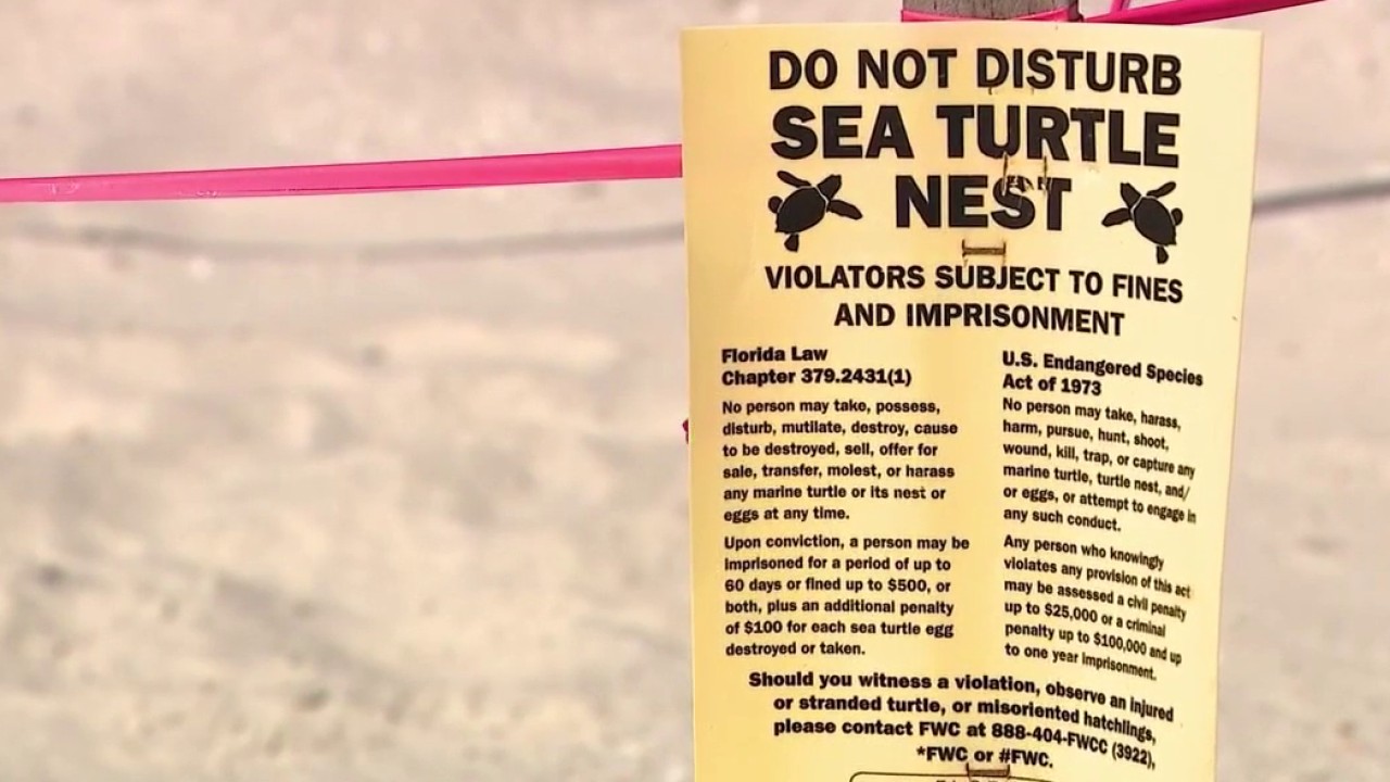Record-breaking sea turtle nesting season continues on Florida's Space Coast