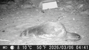 5 otter families found along Seoul’s Han River