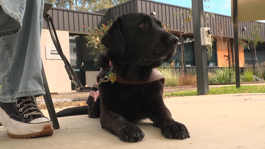 Guide dog dragged by train along Flinders Street Station platform