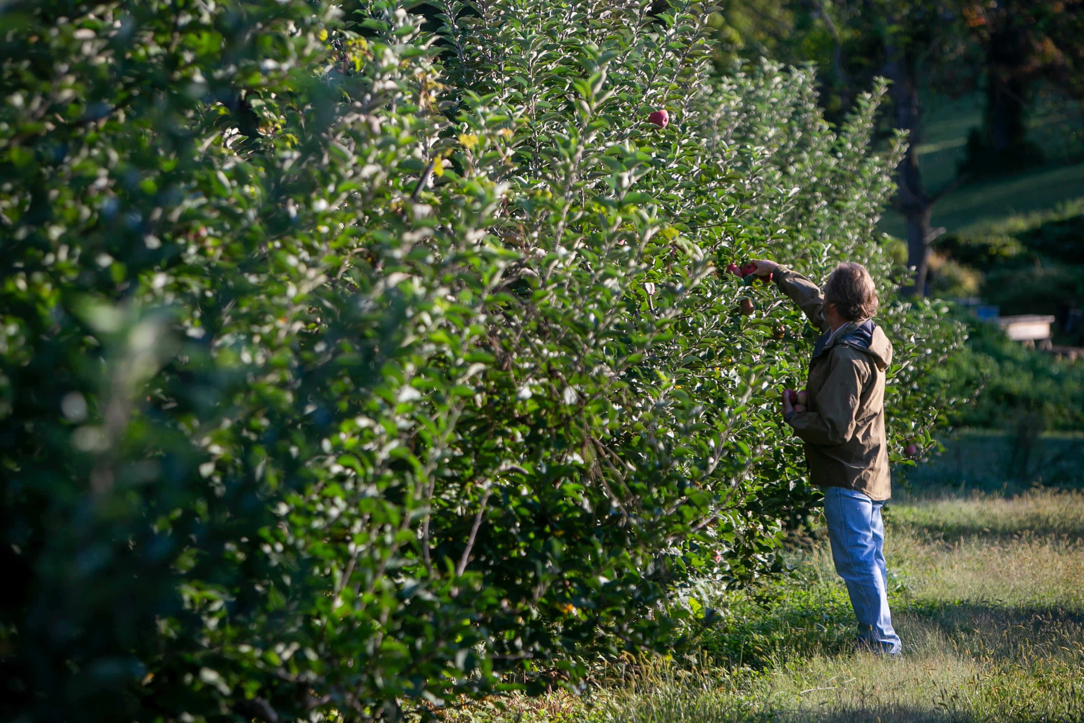 Your guide to local apple picking | Inquirer Greater Media