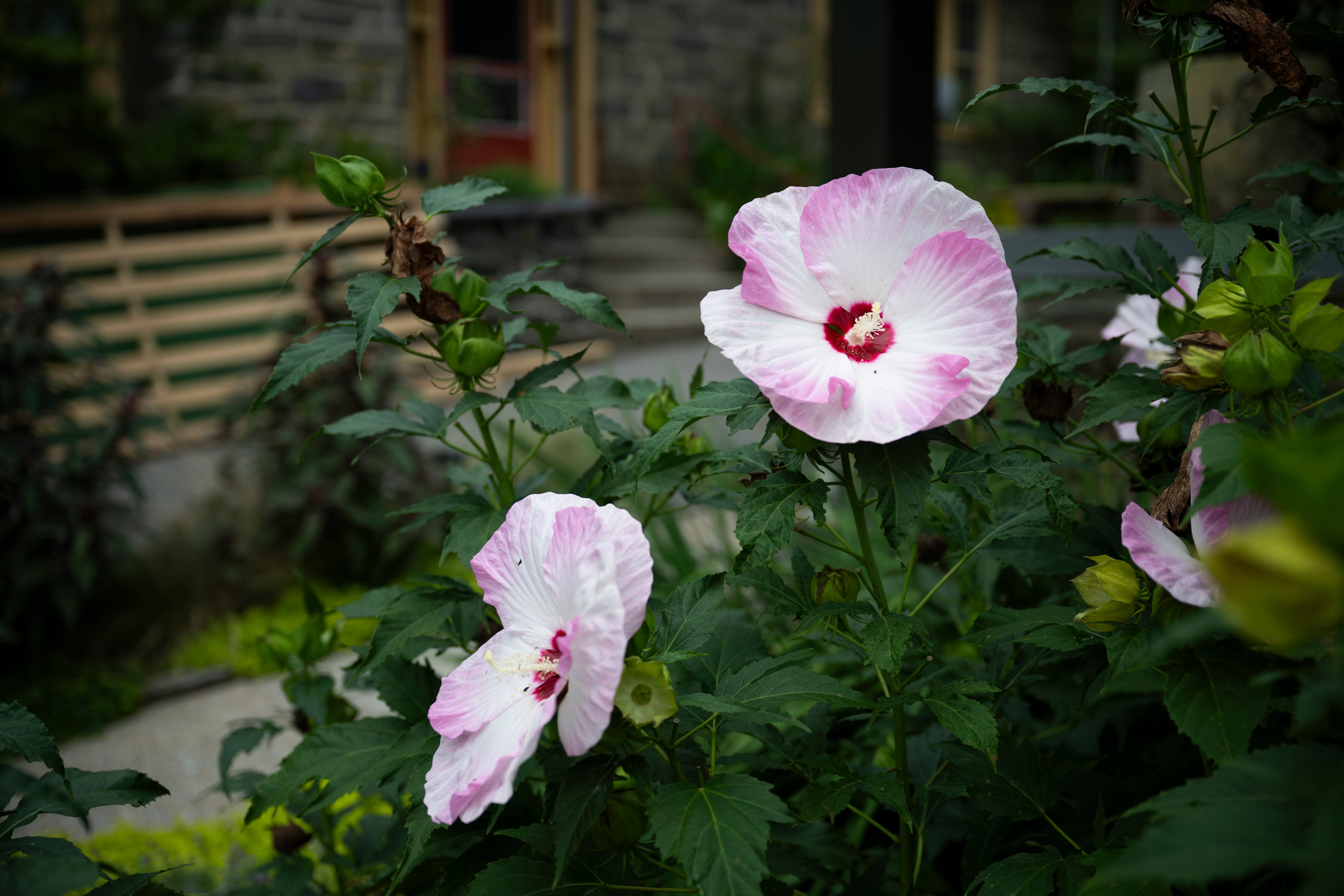 Inside a colorful Merion Station garden | Inquirer Lower Merion