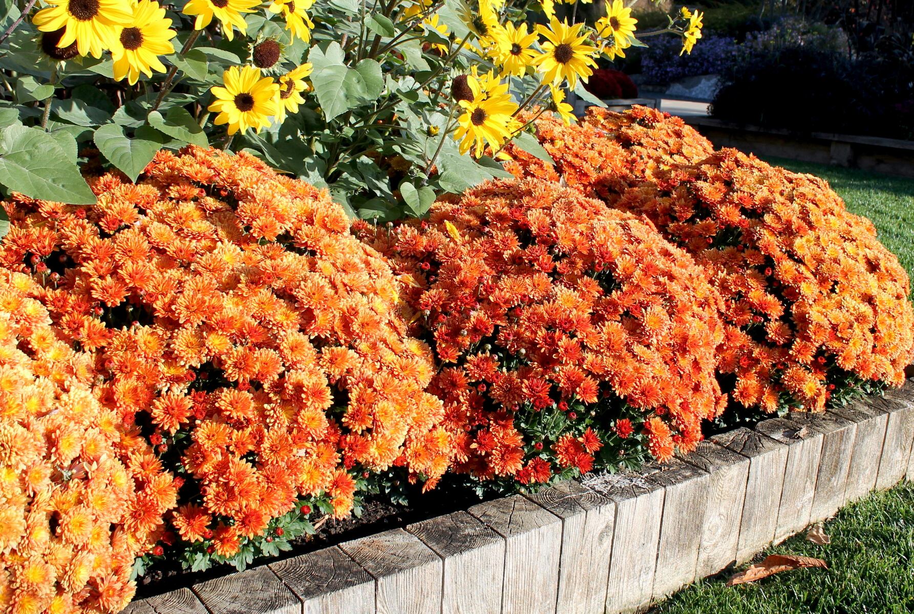 These 5 plants provide great garden color in Pa. during September