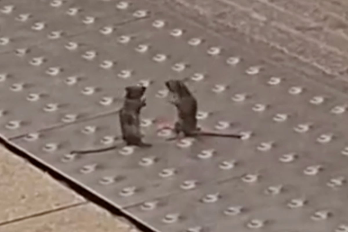 Two mice face off in front of amused commuters at London Underground